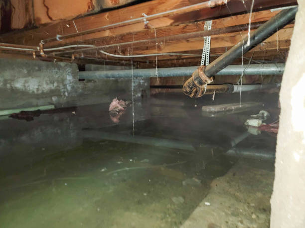 Best Water damage contractors near me  in Sanger, TX